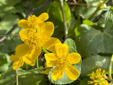 Güzel sarı kadife çiçekleri (Caltha palustris) ilkbaharın başlarında, yakın planda çiçek açar..