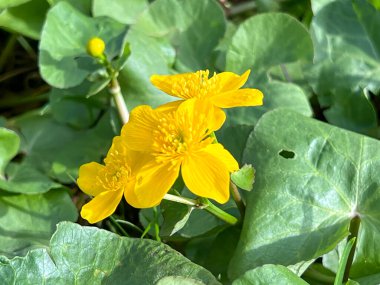 Güzel sarı kadife çiçekleri (Caltha palustris) ilkbaharın başlarında, yakın planda çiçek açar..