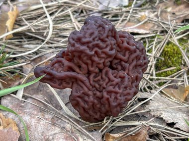 Mantar Gyromitra gigas 'ın detaylı çekimi, yaygın olarak bilinen adıyla devler sahte morel, kar moreli, sahte morel, buzağı beyni veya boğa burnu..