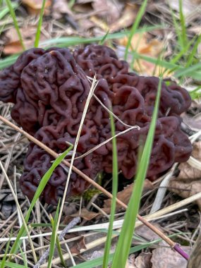 Mantar Gyromitra gigas 'ın detaylı çekimi, yaygın olarak bilinen adıyla devler sahte morel, kar moreli, sahte morel, buzağı beyni veya boğa burnu..