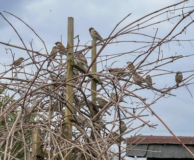 Baharın başında yapraksız bir çalılıkta oturan bir grup serçe..