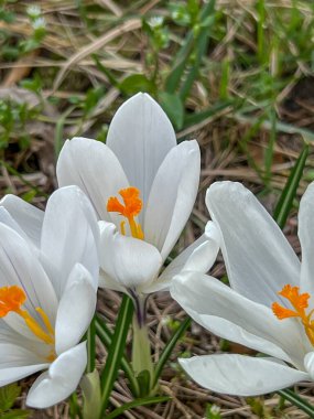 White crocuses blooming in a meadow near the forest in early spring. In close-up. clipart