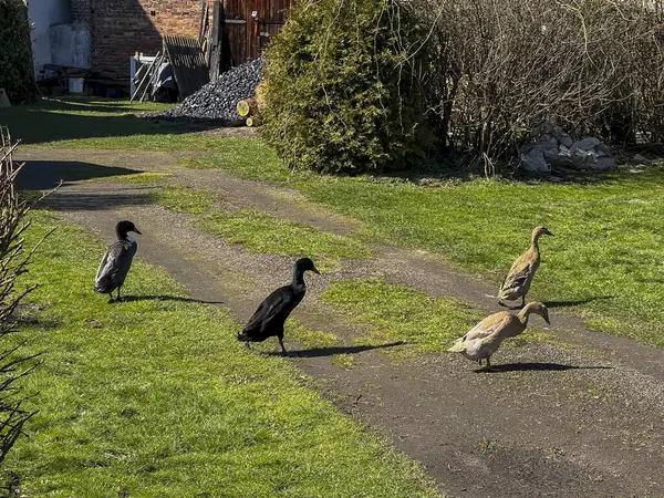 Yürüyen ördekler, baharın başında çimlerde yürümek..
