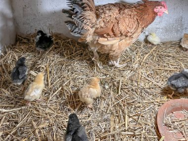 Kümeste minik civcivler olan bir bozkır tavuğu..