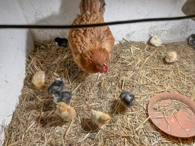 Kümeste minik civcivler olan bir bozkır tavuğu..