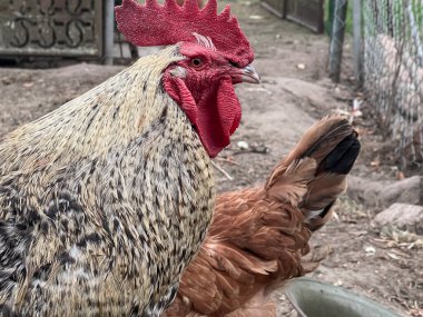 Bir çiftlik bahçesinde yürüyen bir horoz ve tavuklar..