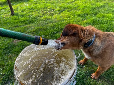 Küçük kahverengi bir köpek çimenleri sulamak için kullanılan bir hortumdan akan suyu içer..