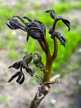 Young walnut shoots damaged after a short, night spring frost. clipart