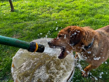 Küçük kahverengi bir köpek çimenleri sulamak için kullanılan bir hortumdan akan suyu içer..