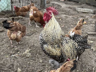 Bir çiftlik bahçesinde yürüyen bir horoz ve tavuklar. Horoz ötüyor. Horoz ötüyor.