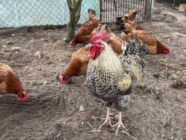 Bir çiftlik bahçesinde yürüyen bir horoz ve tavuklar..