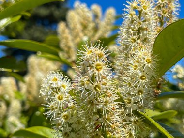 Blooming Prunus Laurocerasus, Cherry Laurel olarak da bilinir. Kuzey Polonya 'da Baltık Denizi' nde vahşi bir şekilde büyüyor. Kapat şunu..