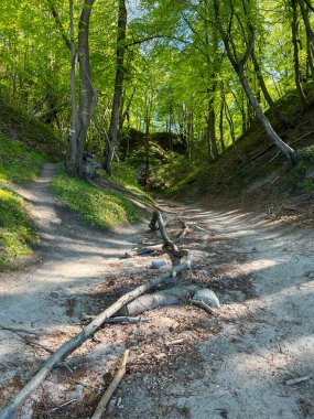 Lisi Jar (tilki vadisi) bir vadi ve Polonya 'nın Jastrzebia Gora köyünün bir parçası. 350 metre uzunluğunda ve 50 metre derinliğinde, Baltık Denizi 'ne kadar uzanıyor. Yamaçlarda eski bir kayın ormanı var.