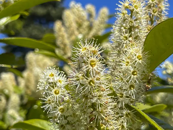 stock image Blooming Prunus laurocerasus, also known as Cherry Laurel. Growing wild in northern Poland on the Baltic Sea. Close-ap.