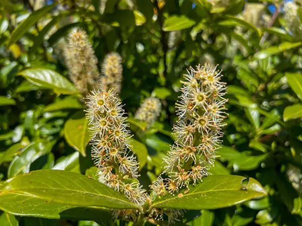 stock image Blooming Prunus laurocerasus, also known as Cherry Laurel. Growing wild in northern Poland on the Baltic Sea. Close-ap.