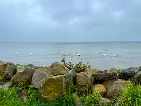 stock image Swans and other birds on the water in the Bay of Puck in Poland near the Seal Hunters Settlement in Rzucewo and the Beka Nature Reserve in Oslonino.