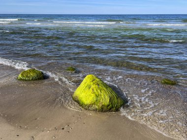 Denizden sarkan yeşil yosunlarla kaplı taşlar. Baltık Denizi, Polonya 'da Jastrzebia Gora yakınlarındaki Chlapowo bölgesi.