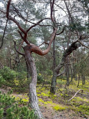 Polonya 'da Hel' de bir çam ormanı sıra dışı dalları ve gövdeleri olan ağaçlarla.