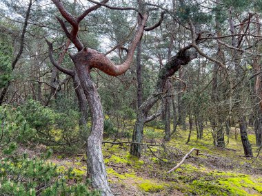 Polonya 'da Hel' de bir çam ormanı sıra dışı dalları ve gövdeleri olan ağaçlarla.