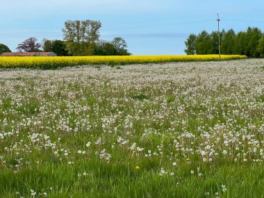 (Taraxacum tarikatı) Karahindiba çiçeğinin açmasından sonra bir çayırda karahindibalar. Taraxacum) ya da yaygın bir yosun (Sonchus tenerrimus)).