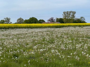 (Taraxacum tarikatı) Karahindiba çiçeğinin açmasından sonra bir çayırda karahindibalar. Taraxacum) ya da yaygın bir yosun (Sonchus tenerrimus)).