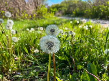 Bir karahindiba çiçeğinin açmasından sonra (Taraxacum mezhebi) bir çayırda karahindiba yakın çekim. Taraxacum) ya da yaygın bir yosun (Sonchus tenerrimus)).