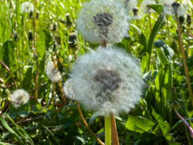 Bir karahindiba çiçeğinin açmasından sonra (Taraxacum mezhebi) bir çayırda karahindiba yakın çekim. Taraxacum) ya da yaygın bir yosun (Sonchus tenerrimus)).