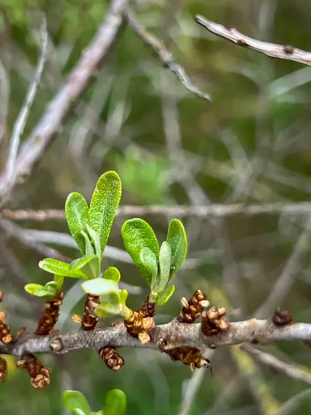 stock image A close-up of a branch of sea buckthorn growing wild on the Hel Peninsula in Poland.