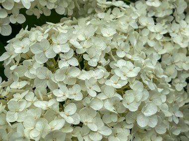 Bahçede büyüyen beyaz bir ortanca çiçeğinin yakın çekimi..