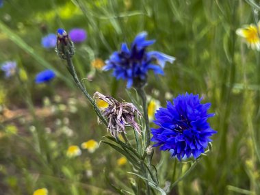 Mavi çiçekli bir çiçek çayırı, yakından görülüyor..