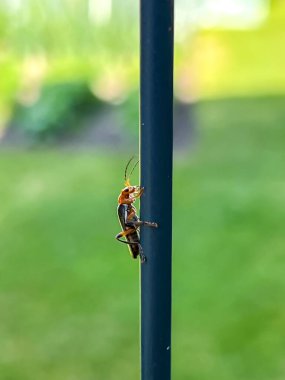 Kırmızı uzun boynuzlu böcek (Cerambycidae) doğada yeşil metal bir çubuğun üzerinde.