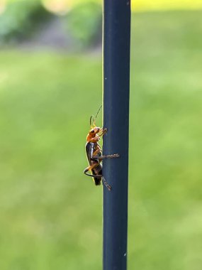 Kırmızı uzun boynuzlu böcek (Cerambycidae) doğada yeşil metal bir çubuğun üzerinde.