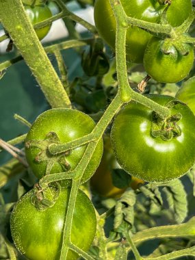 Evde plastik bir çadırın altında domates yetiştirmek. Çalının üzerinde olgunlaşmamış yeşil domatesler..