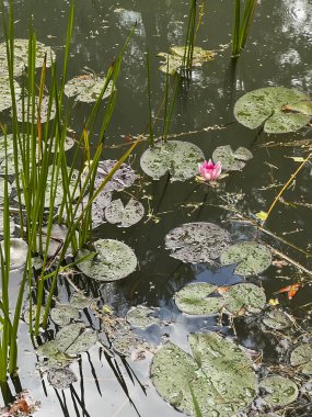 Ormanda görülebilir pembe bir su zambağı olan bir gölet..