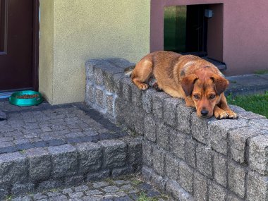 Küçük kahverengi melez bir köpek evin önündeki duvarda yatıyor. Ön merdivenlerin yanında..