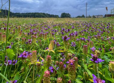 A flower meadow with a lot of blooming prunella grandiflora violet, as a background. clipart