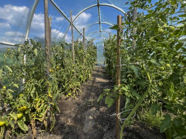 Evde plastik bir çadırın altında domates yetiştirmek. Hasadı hızlandırmak ve verimi artırmak.