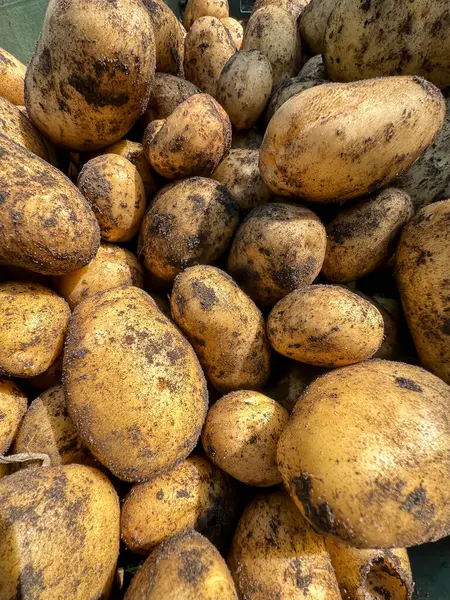 stock image Potatoes fresh out of the ground, as a background.