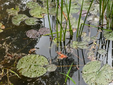 Green frog swimming in a small pond partially overgrown with aquatic plants. clipart