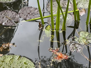 Küçük bir gölde yüzen yeşil kurbağa kısmen su bitkileriyle kaplı..