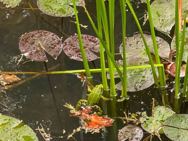 Green frog swimming in a small pond partially overgrown with aquatic plants. clipart