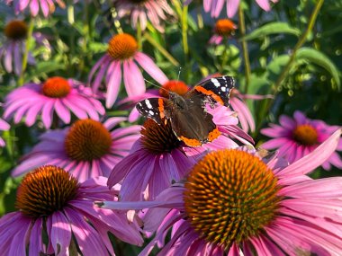 Kelebek sokağın kenarındaki bir çiçek tarhında koni çiçeğinden koni çiçeğine uçuyor..