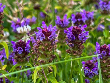 Arkaplan olarak bir sürü açan prunella grandiflora menekşesi olan bir çiçek çayırı..