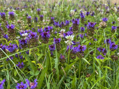 A flower meadow with a lot of blooming prunella grandiflora violet, as a background. clipart