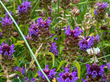 A flower meadow with a lot of blooming prunella grandiflora violet, as a background. clipart