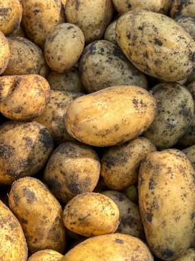 Arka plan olarak yerden yeni çıkmış patatesler..