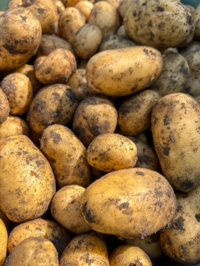 Arka plan olarak yerden yeni çıkmış patatesler..