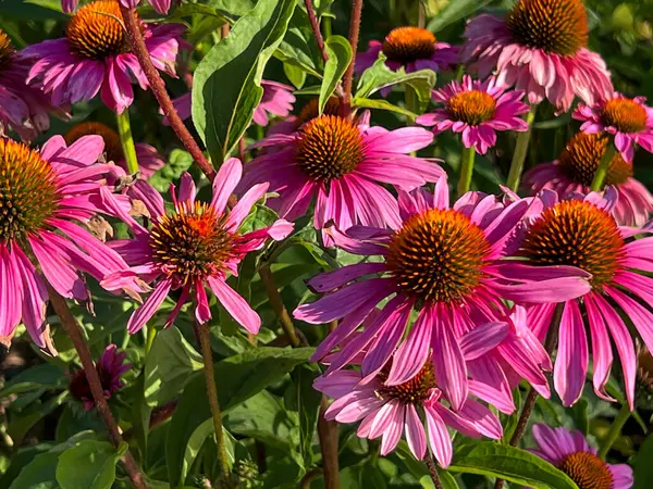 stock image Close-up of coneflowers in a flower bed by the street.