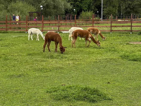 stock image Alpacas grazing in the Sensory Garden in Muszyna, Poland.