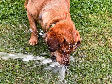 Küçük kahverengi bir köpek çimenleri sulamak için kullanılan bir hortumdan akan suyu içer..